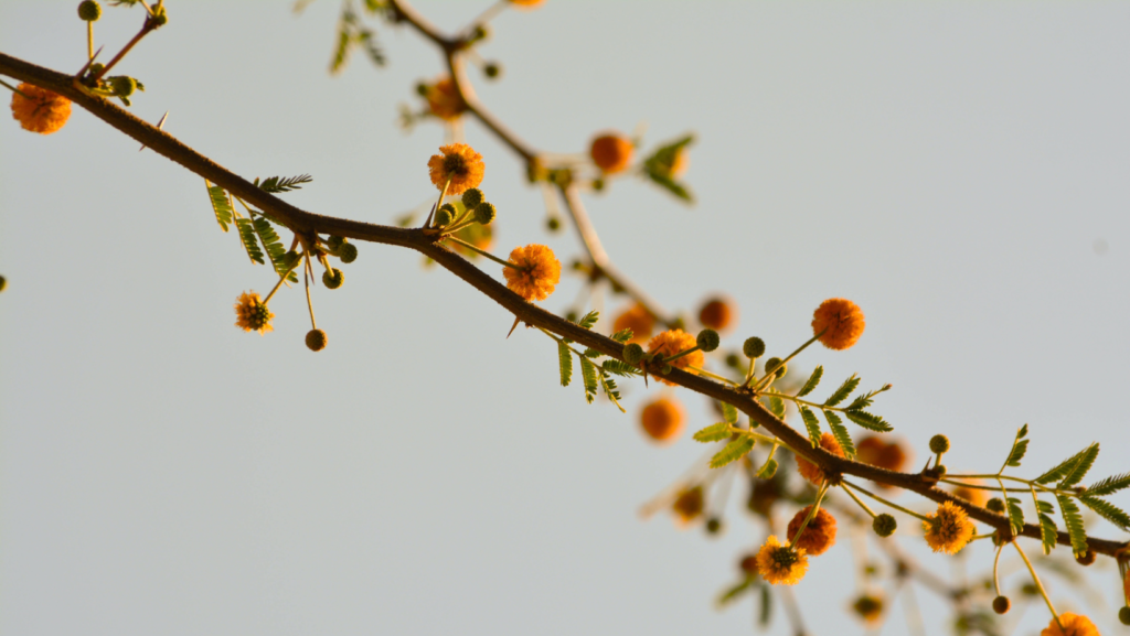 Branch - For Siblings image